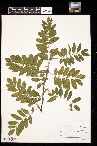 Sorbus americana image