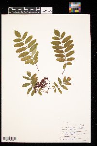 Sorbus aucuparia image
