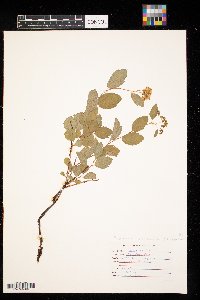 Spiraea x vanhouttei image