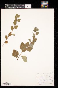 Spiraea x vanhouttei image