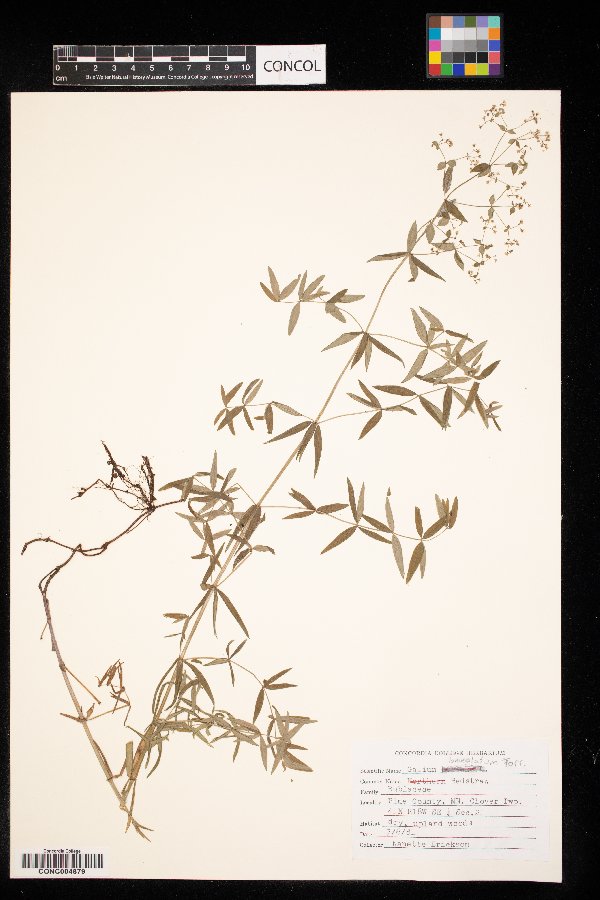 Galium lanceolatum image