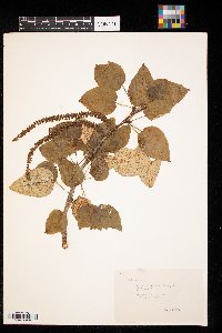 Populus balsamifera image