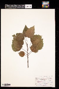 Populus grandidentata image