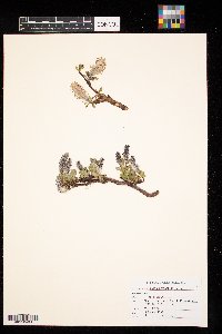 Salix arctophila image