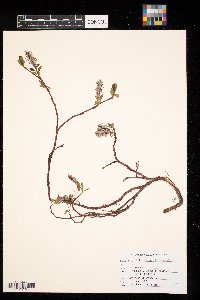 Salix arctophila image