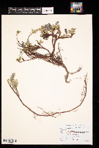 Salix arctophila image