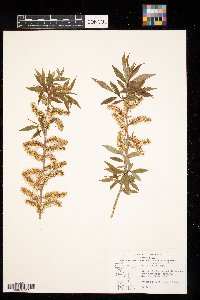 Salix eriocephala image