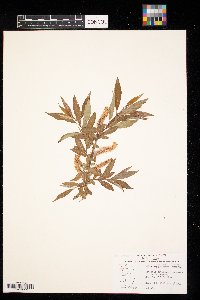 Salix eriocephala image