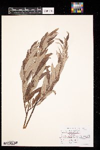 Salix eriocephala image