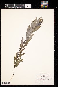 Salix eriocephala image