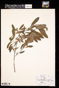 Salix pedicellaris image