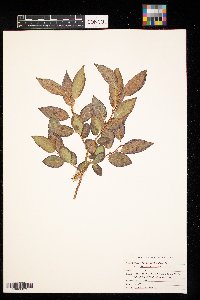 Salix pentandra image