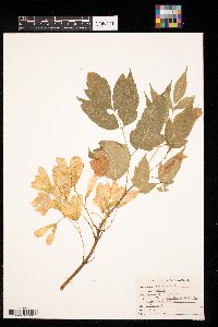 Acer negundo image