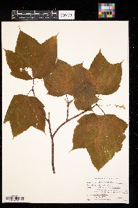Acer pensylvanicum image