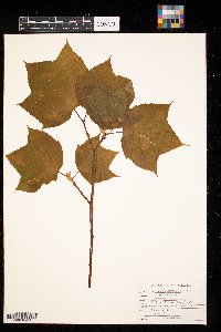 Acer pensylvanicum image