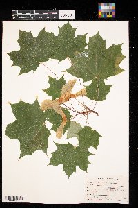 Acer platanoides image