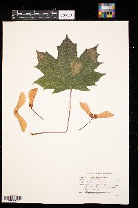 Acer platanoides image