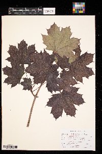 Acer platanoides image