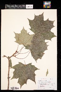 Acer platanoides image