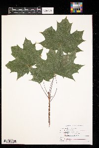 Acer platanoides image