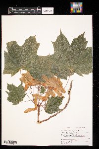 Acer platanoides image