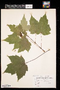Acer rubrum image