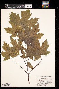Acer rubrum image
