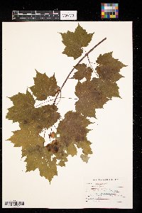 Acer rubrum image