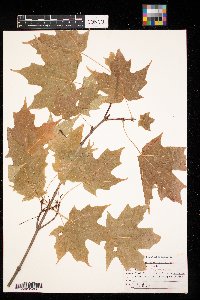 Acer saccharum image