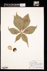 Aesculus hippocastanum image