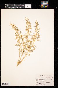 Sarcobatus vermiculatus image