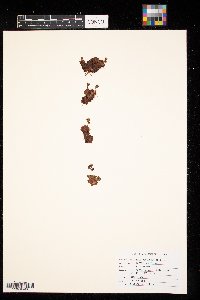 Saxifraga cespitosa image