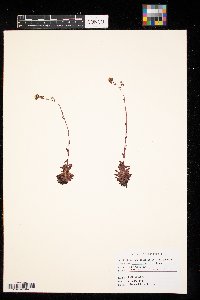 Saxifraga tricuspidata image