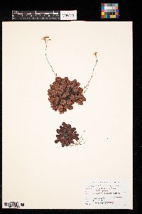 Saxifraga tricuspidata image