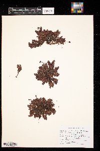 Saxifraga tricuspidata image