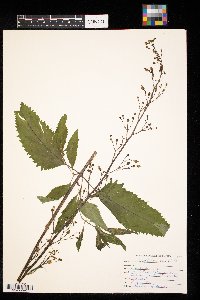 Scrophularia lanceolata image