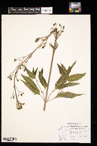 Scrophularia lanceolata image