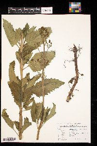 Scrophularia lanceolata image