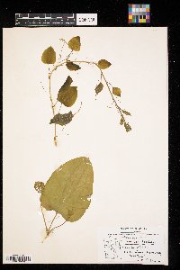 Smilax herbacea image