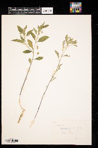 Physalis virginiana image