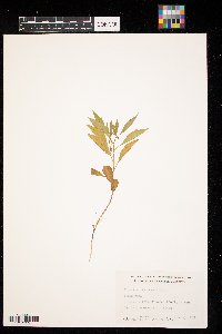 Physalis virginiana image