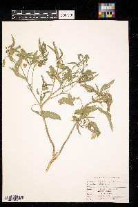 Physalis virginiana image