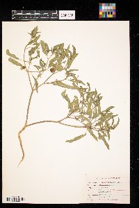 Physalis virginiana image