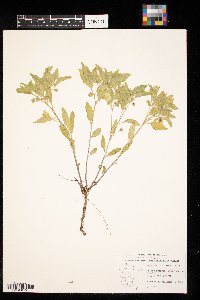 Physalis virginiana image