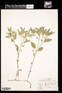 Physalis virginiana image