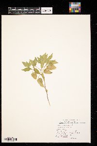 Physalis virginiana image