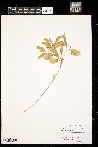 Physalis virginiana image