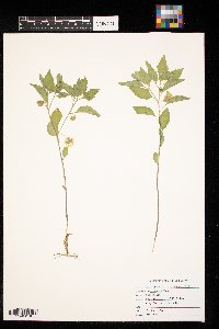 Physalis virginiana image