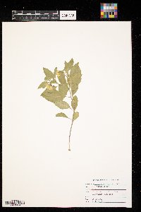 Physalis virginiana image