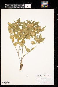 Physalis virginiana image